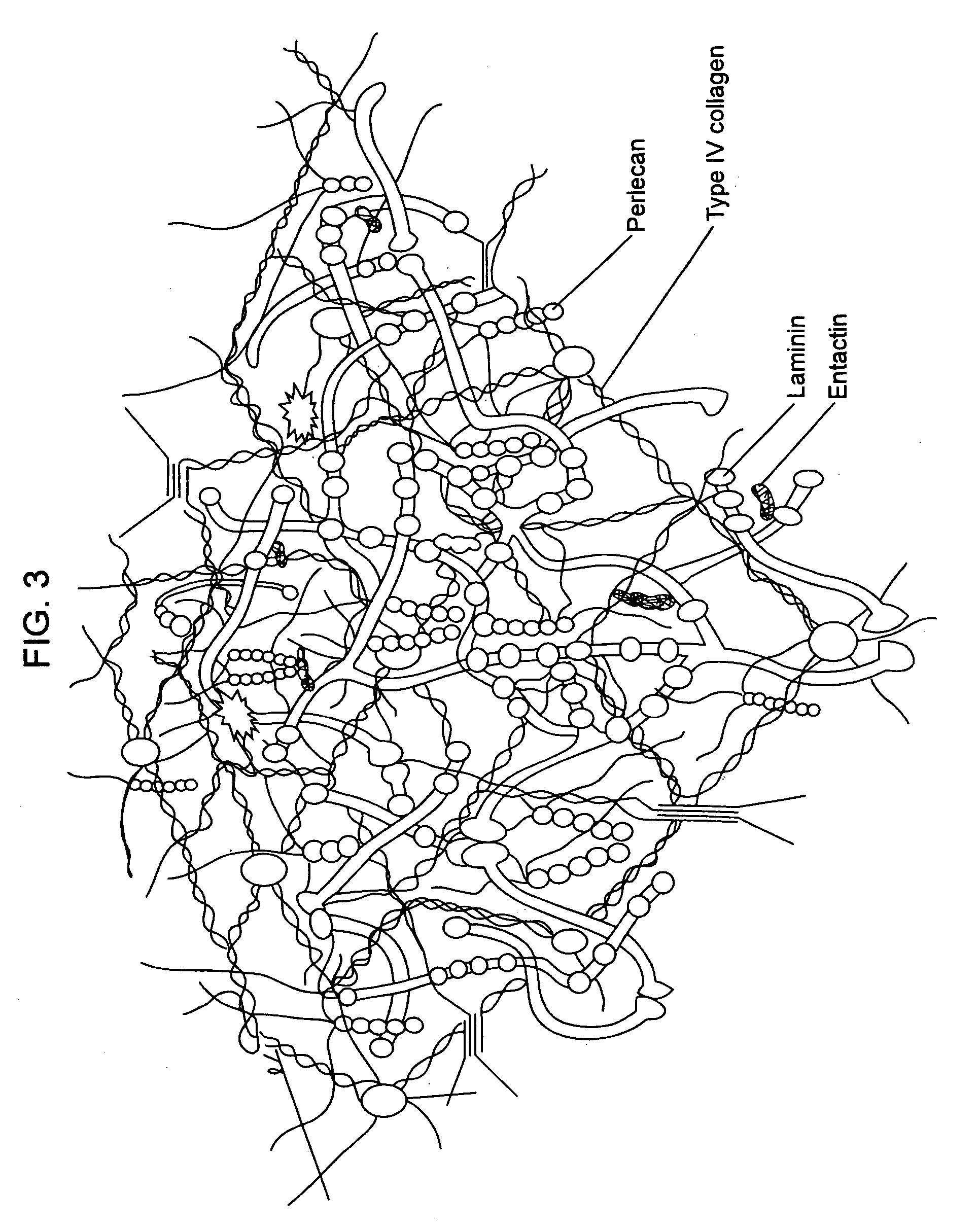 Compositions for regenerating defective or absent myocardium