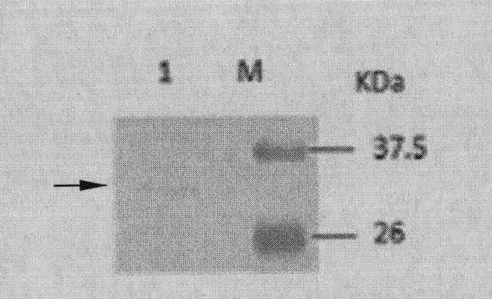 Main cis-acting element of shrimp white spot syndrome virus (WSSV) iel promoter and transcription factor combined with same and application