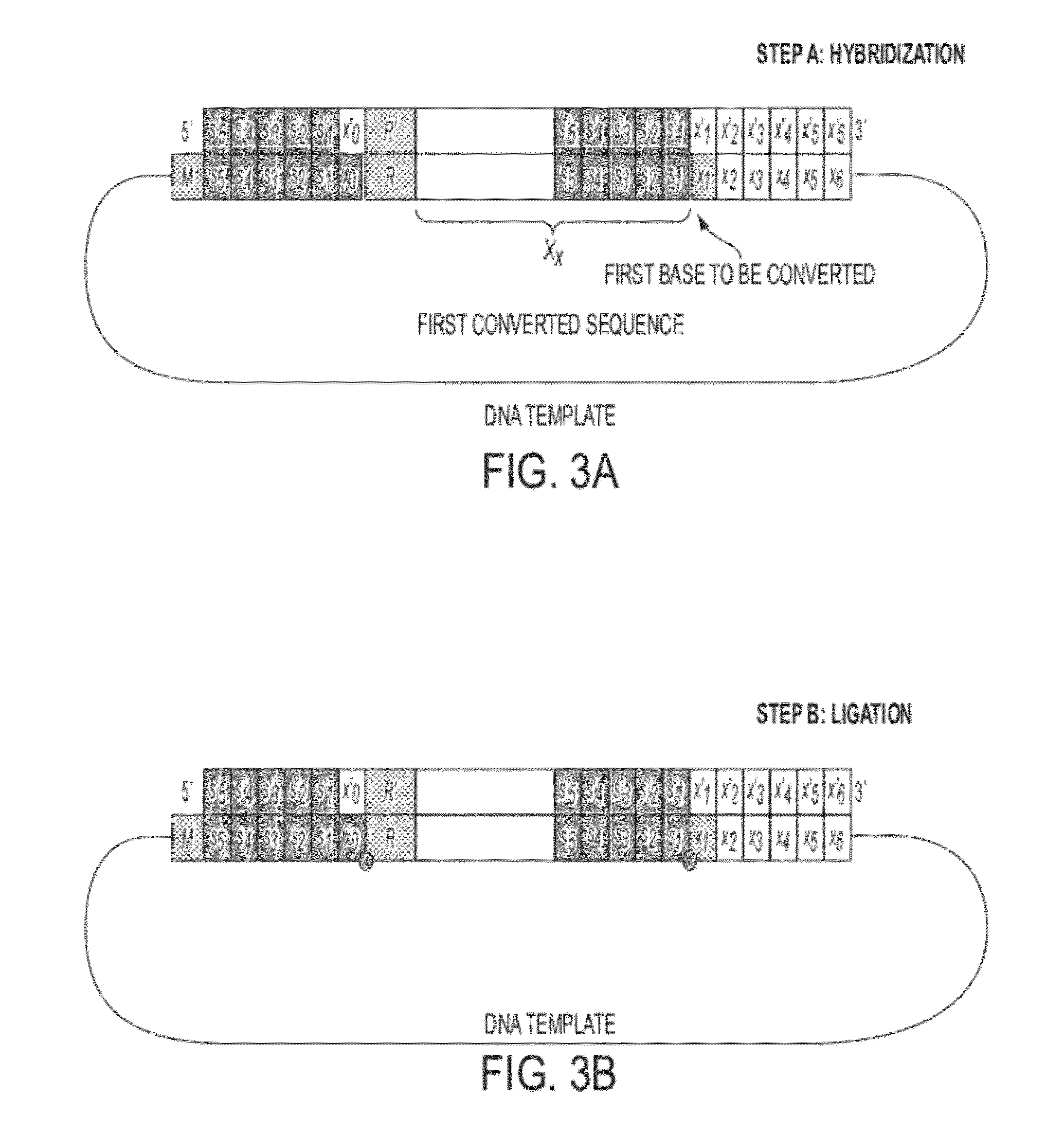 Sequence preserved DNA conversion