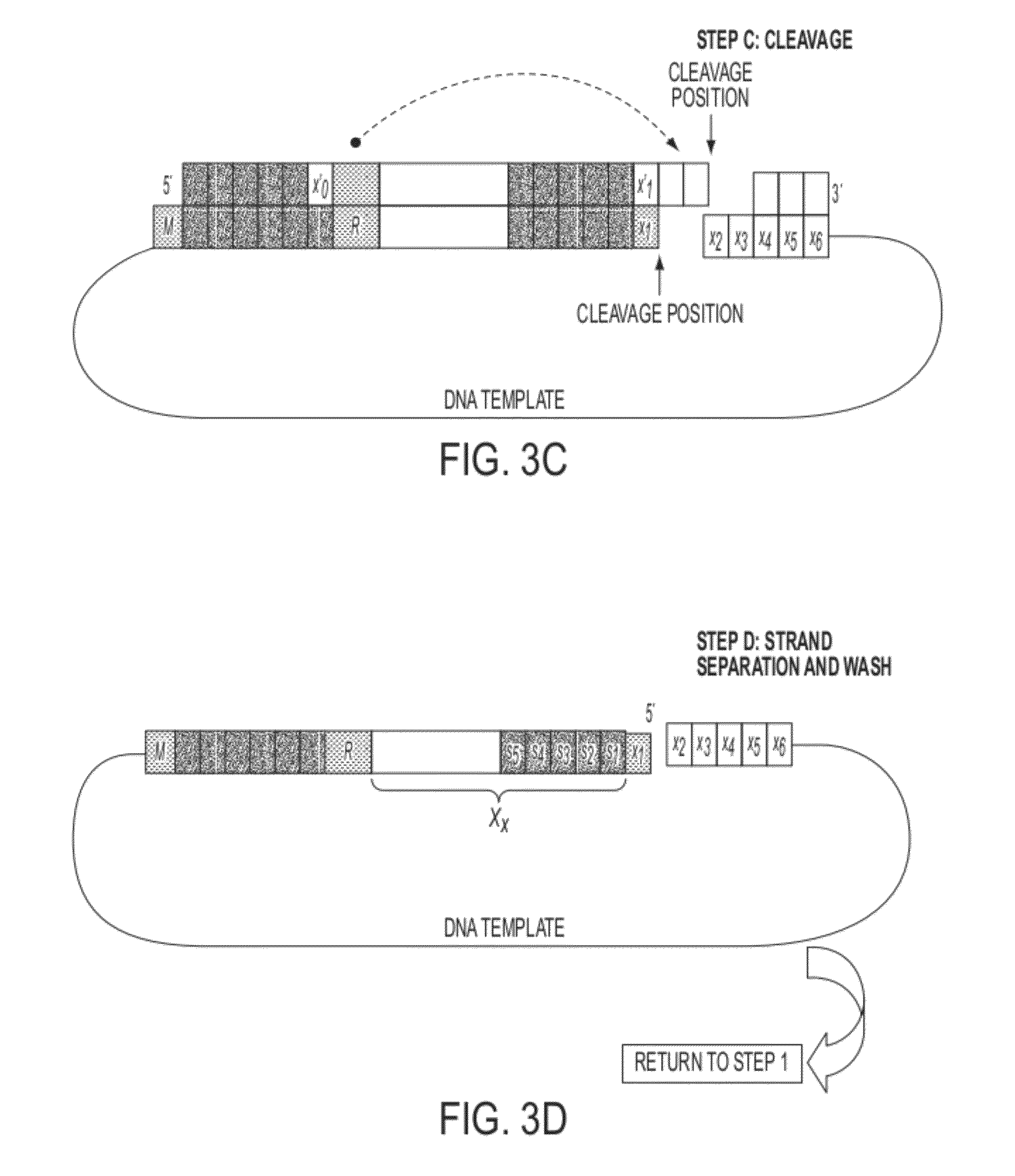 Sequence preserved DNA conversion