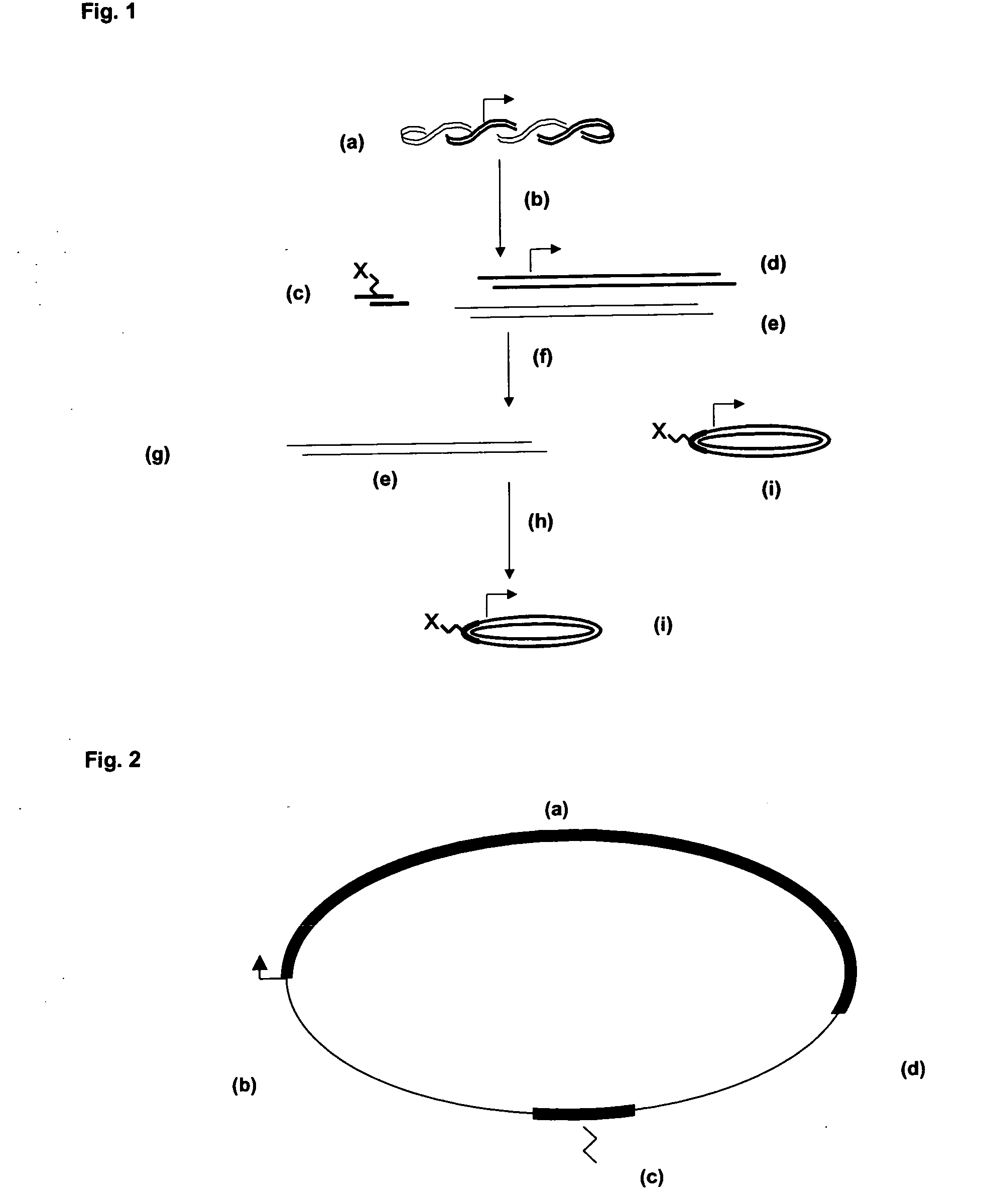 Circular expression construct for gene therapeutic applications