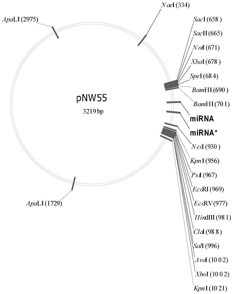 Application of Chilo suppressalis endogenesis small RNA in rice inset resistance improvement