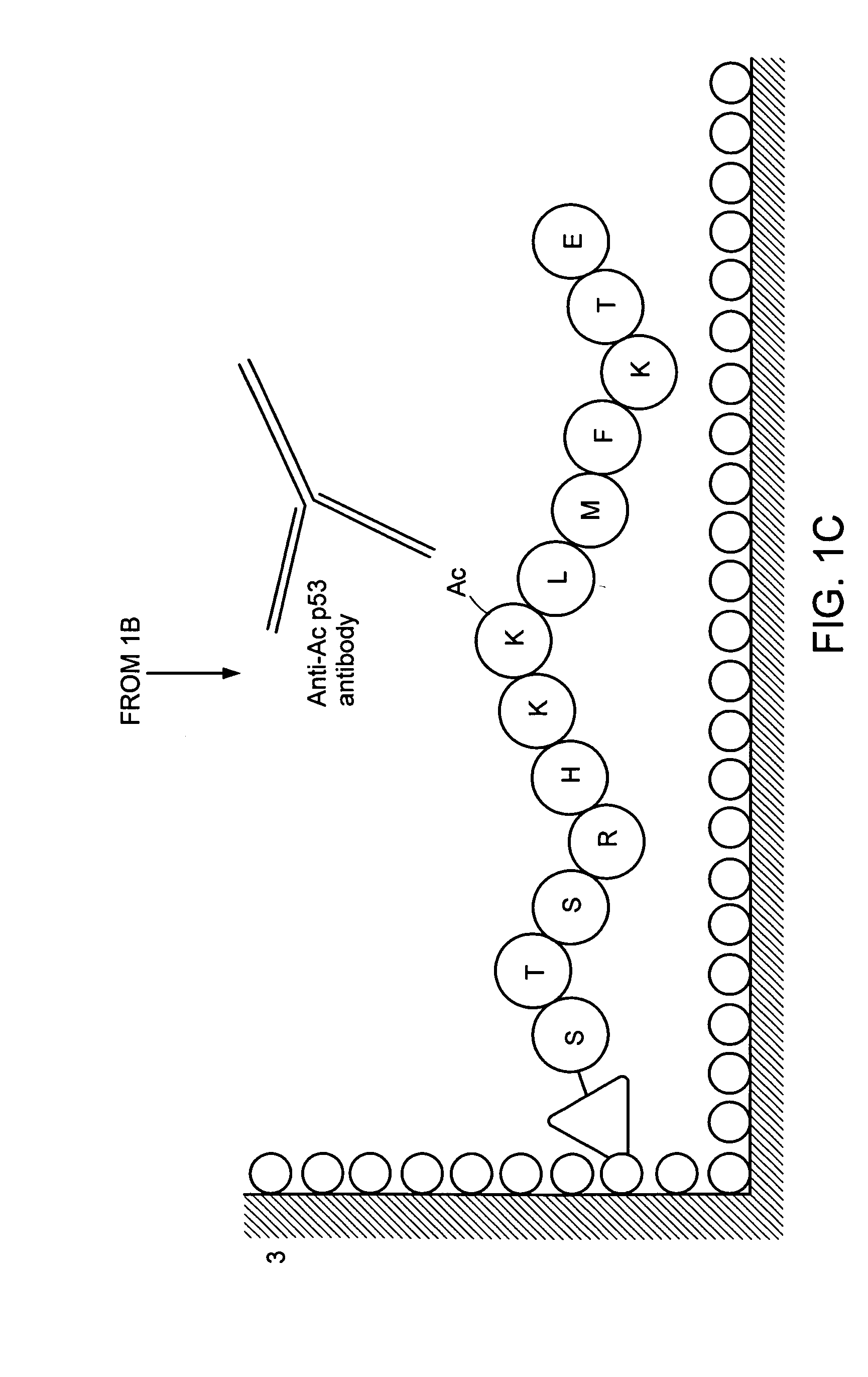 Method for detecting acetyltransferase and deacetylase activities and method for screening inhibitors or enhancers of these enzymes