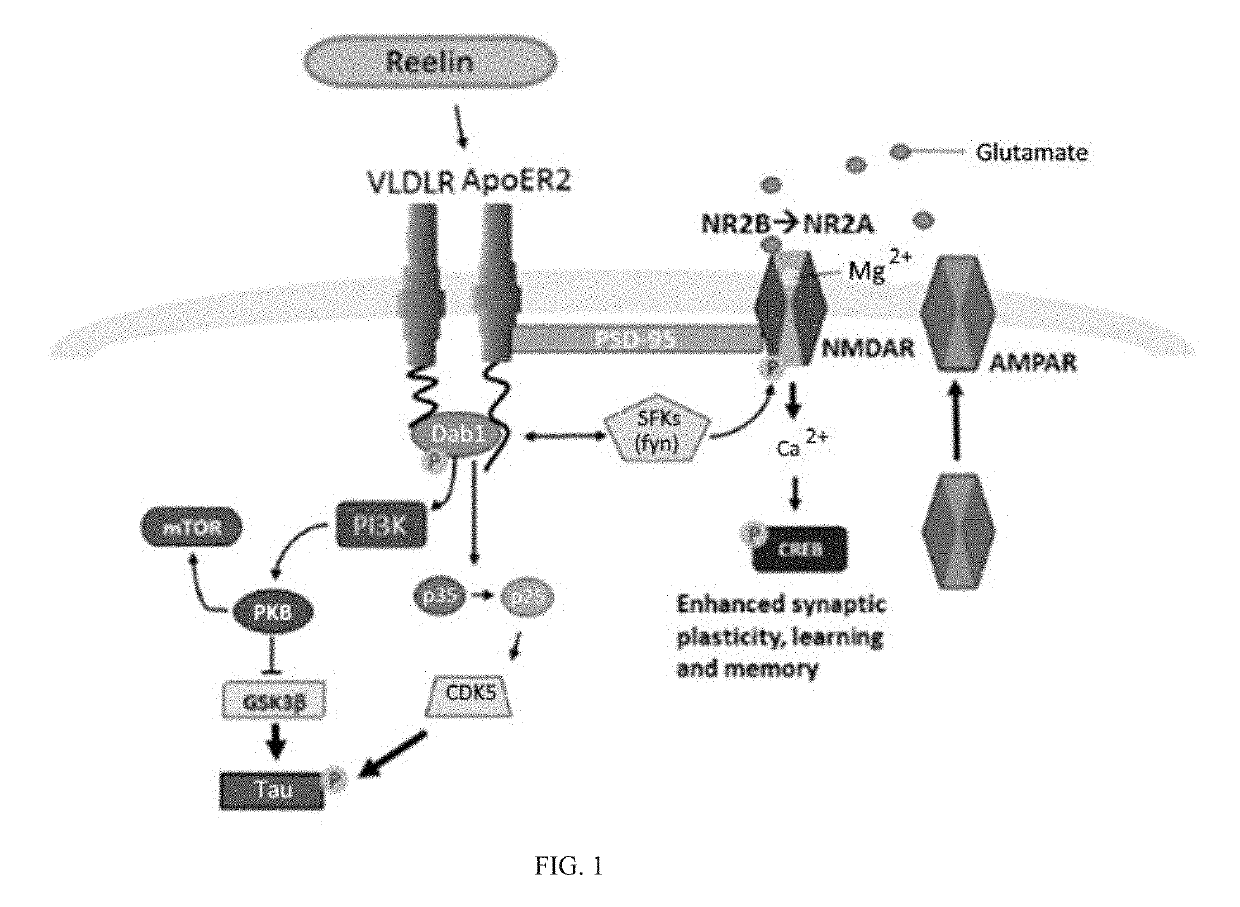 Reelin compositions for treatment of neurological disorders