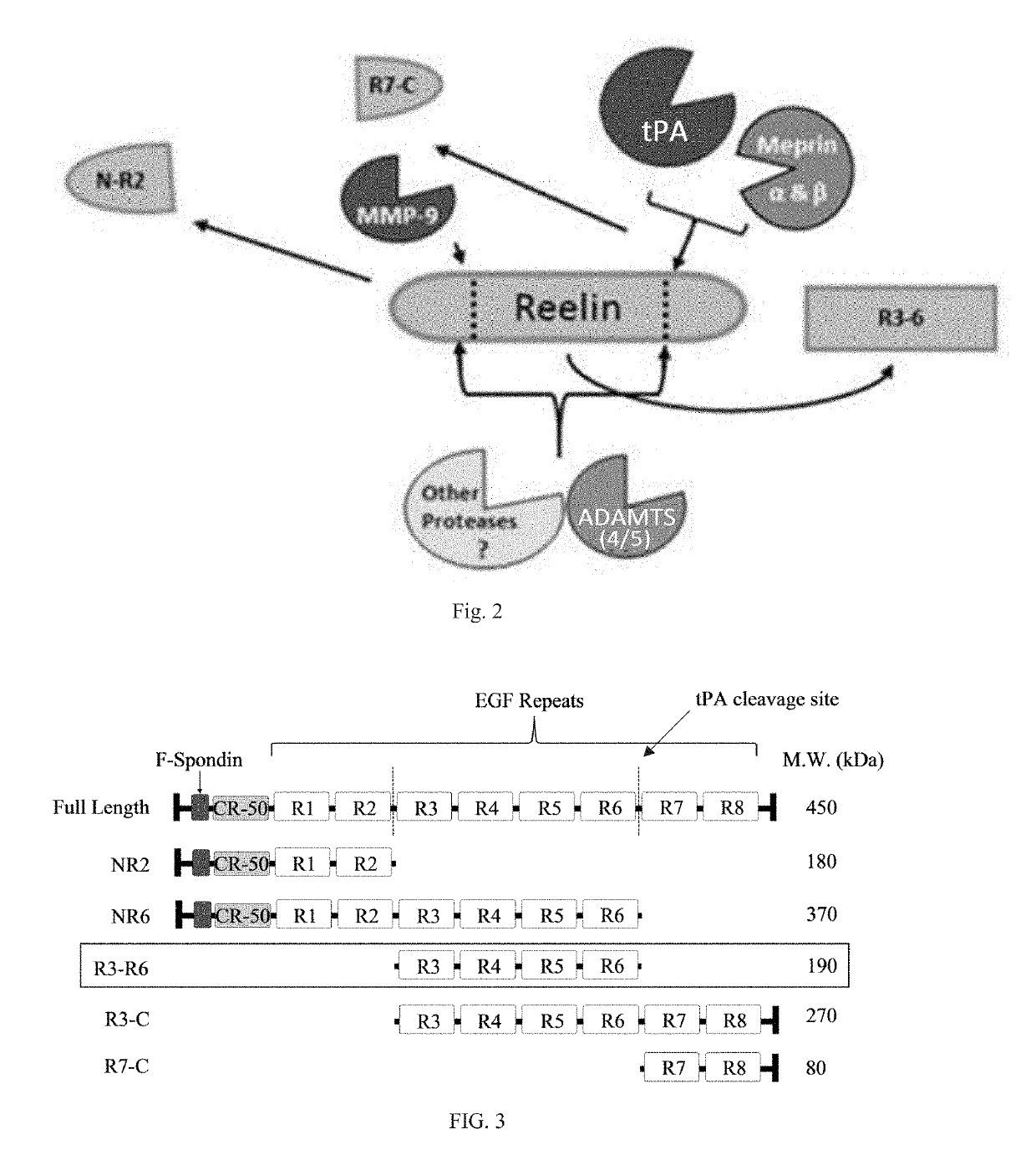 Reelin compositions for treatment of neurological disorders