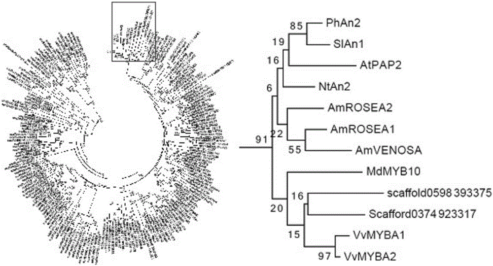 Transcription factor capable of regulating rubber tree anthocyanin synthesis and encoding gene and application thereof