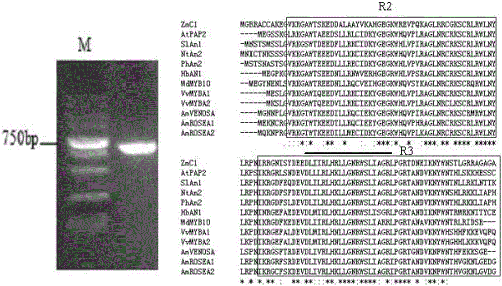 Transcription factor capable of regulating rubber tree anthocyanin synthesis and encoding gene and application thereof