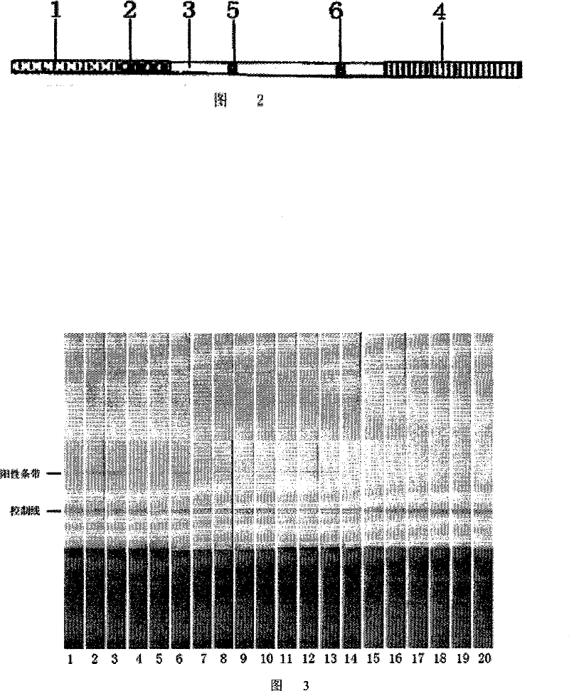 Antibody for detecting aspergillus