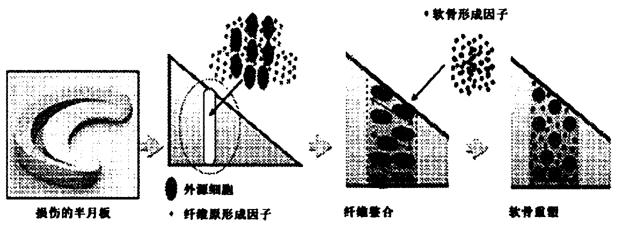 Functionalized scaffold to promote meniscus repair