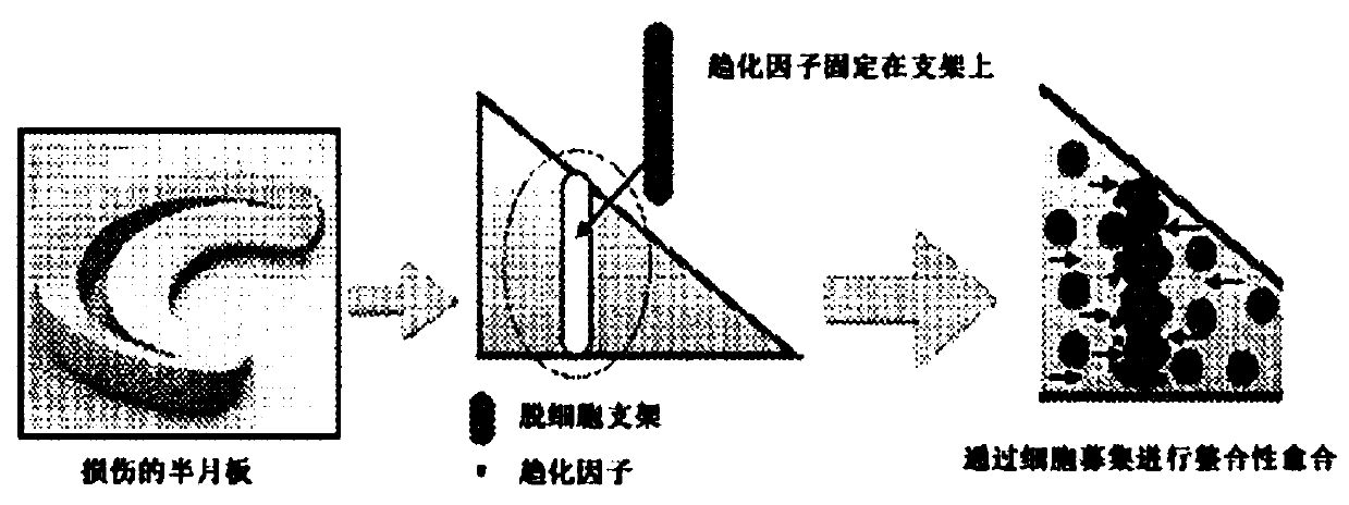 Functionalized scaffold to promote meniscus repair