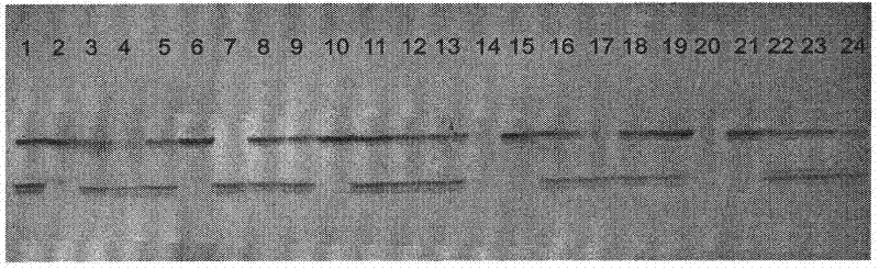 Method for inducing cleavage gynogenesis of fish fry of cynoglossus semilaevis