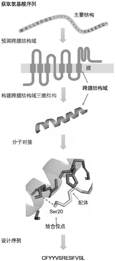 Odor receptor derived peptide capable of effectively monitoring oriental migratory locust and biosensor thereof