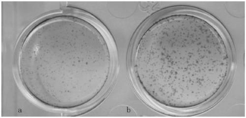 Reprogrammed culture medium and culture method of reprogrammed induced multipotential stem cell