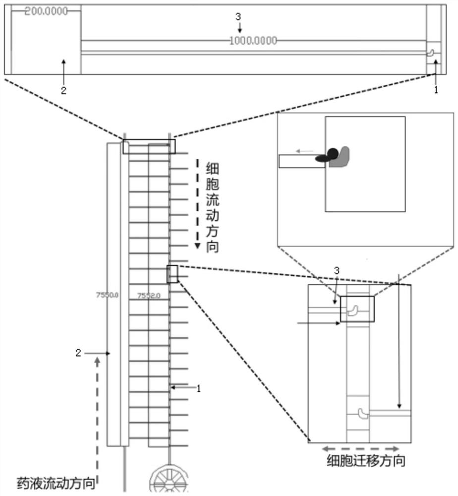 Micro-fluidic chip for analyzing and sorting tumor cell migration capability and preparation process thereof