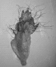 Method for separating Chinese white poplar ovule from nucellus