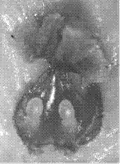 Method for separating Chinese white poplar ovule from nucellus