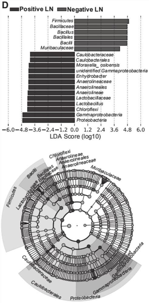 HNC (Head and Neck Cancer) prognosis biomarker based on lymph node microbial flora and application of HNC prognosis biomarker