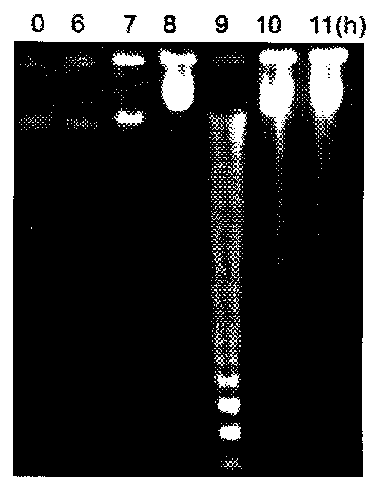 Method for building oxidative stress model of carp red blood cells