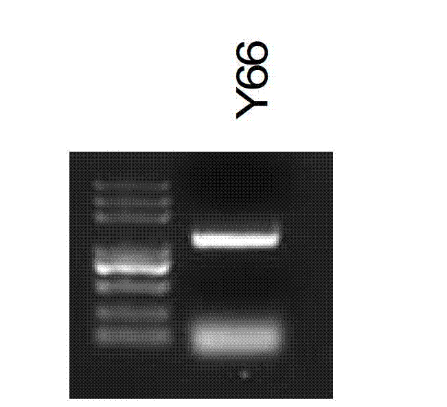 Wheat protein TaMYB1, and coding gene and application thereof