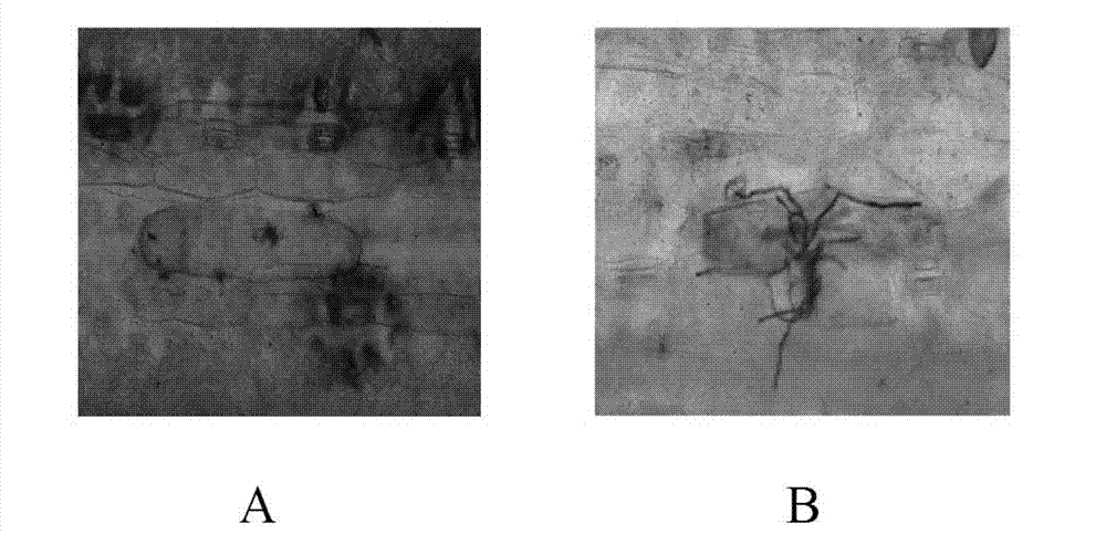 Wheat protein TaMYB1, and coding gene and application thereof