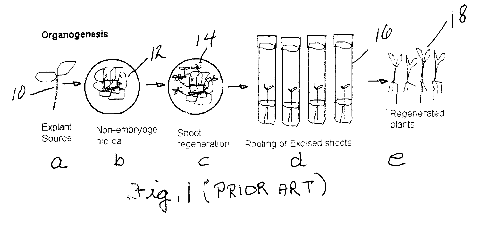 Methods to propagate plants via somatic embryogenesis and to transfer genes into ornamental statice and other members of the family plumbaginaceae