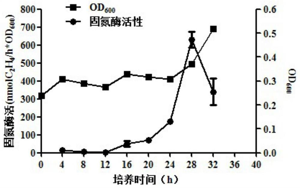 A nitrogen-fixing bacteria pj12 that can degrade petroleum and tolerate petroleum and its application