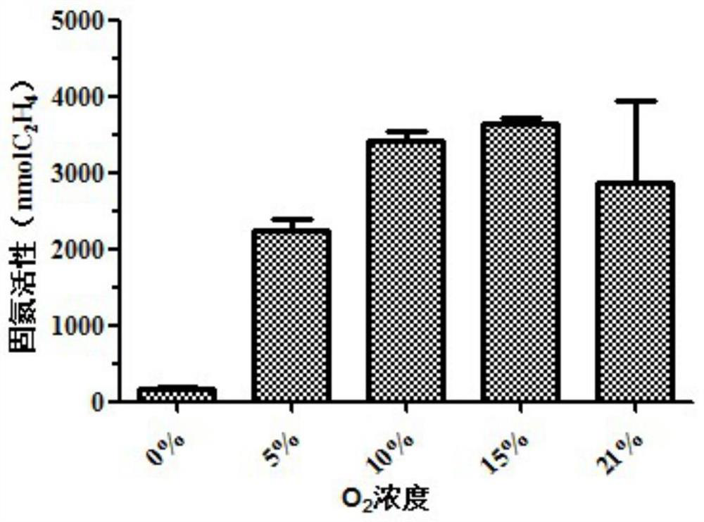 A nitrogen-fixing bacteria pj12 that can degrade petroleum and tolerate petroleum and its application