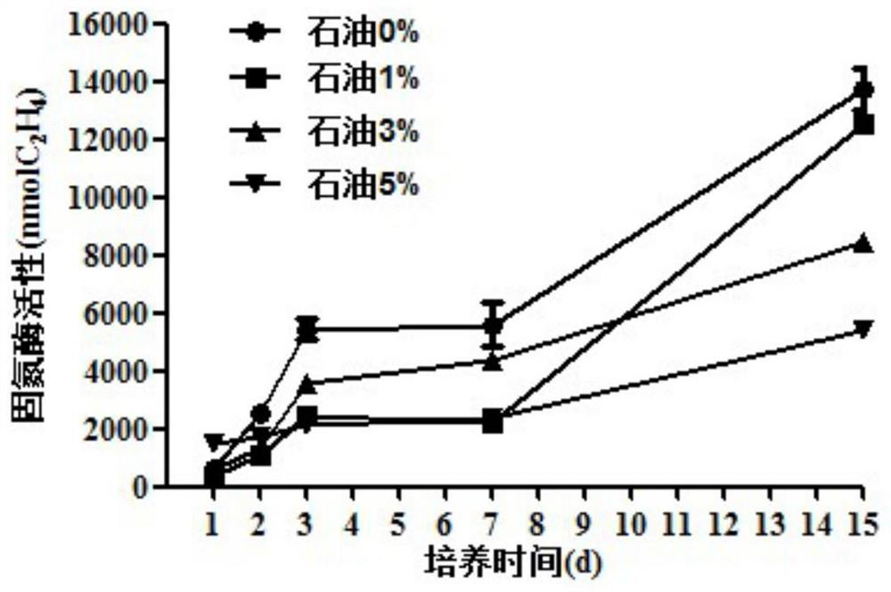 A nitrogen-fixing bacteria pj12 that can degrade petroleum and tolerate petroleum and its application