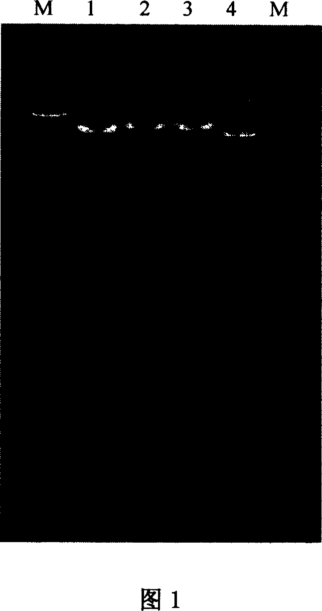 Process of cloning new resistance gene of wild rice