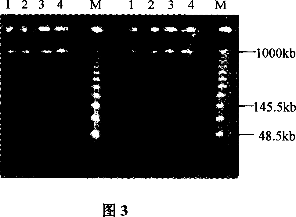 Process of cloning new resistance gene of wild rice