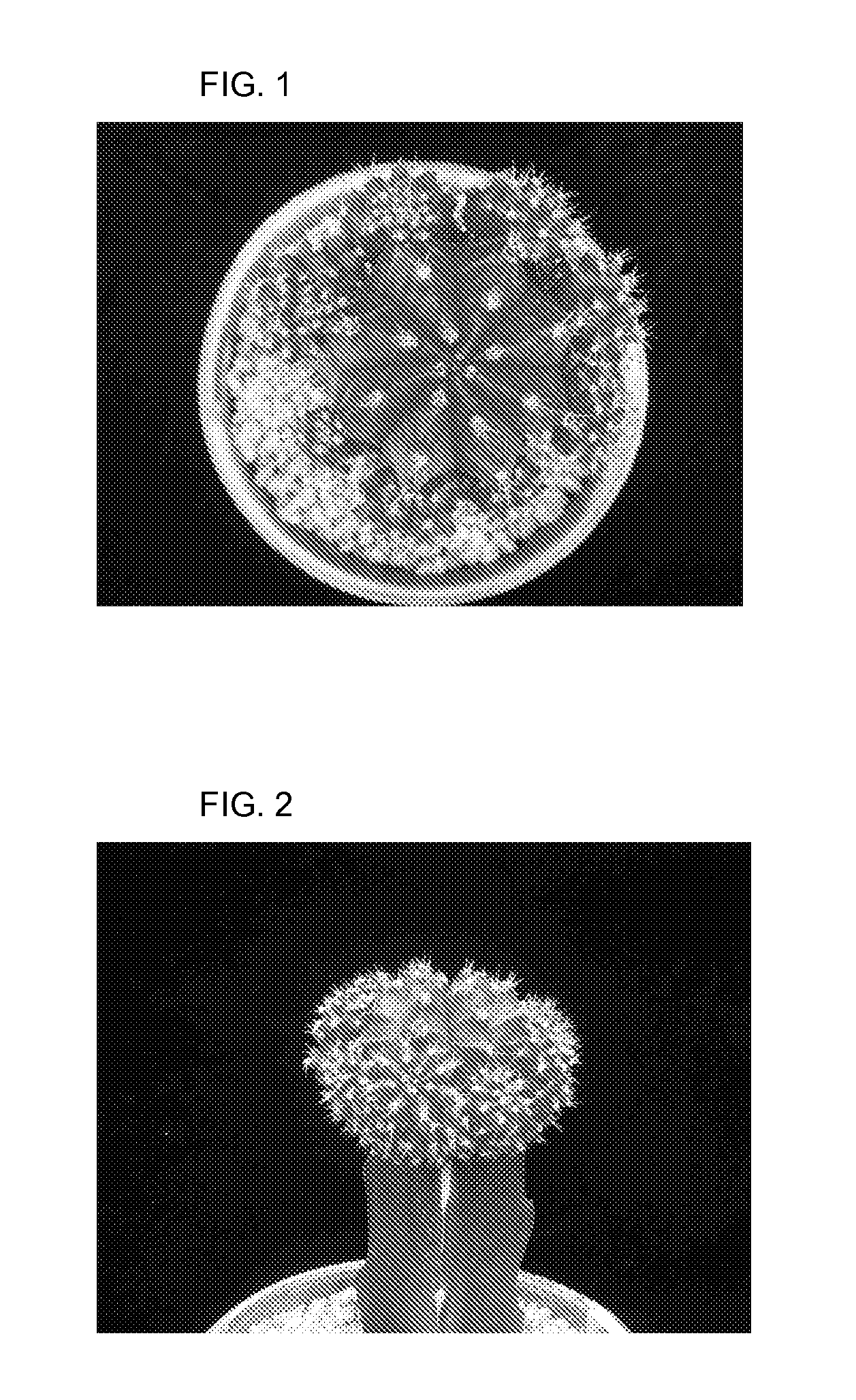 Method of cultivating grafted cactus (gymnocalycium mihanovichii) cultivar "red top" and the grafted cactus cultivated thereby