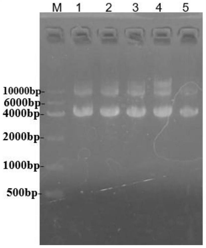 ShRNA sequence for specifically inhibiting GOS2 gene expression and application thereof