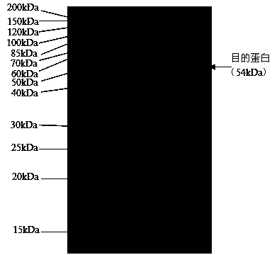 Indirect ELISA method and kit for detecting serum 3-type duck hepatitis virus a antibody