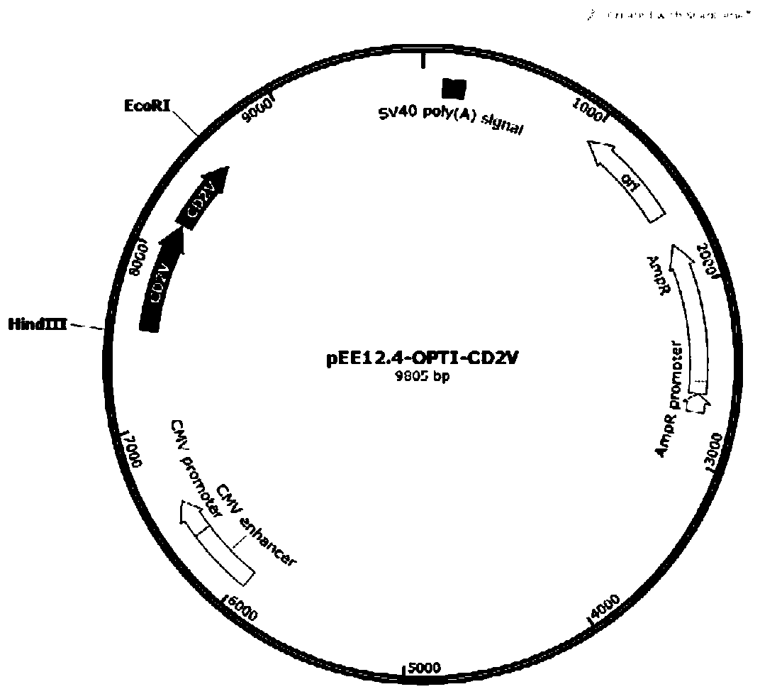 Recombinant African swine fever virus CD2V subunit protein as well as preparation method and application thereof