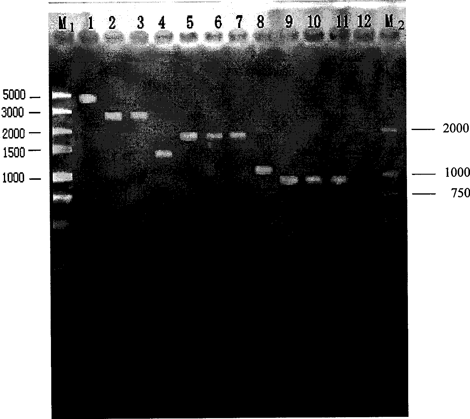 Fluorescent tracing multifunctional decoloring Shewanella engineered decolorationis and construction method thereof