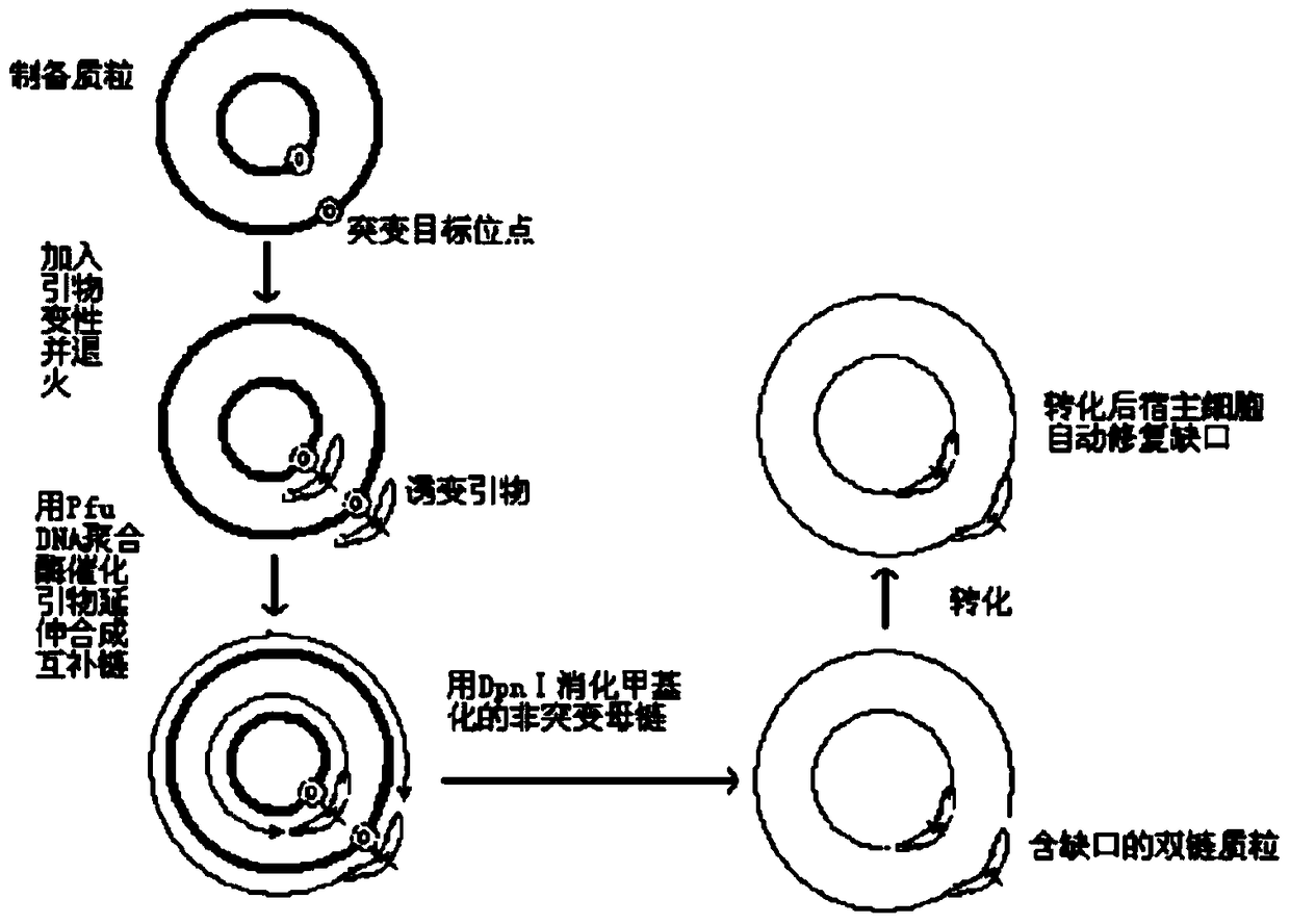 Omega-transaminase mutant and its coding gene and preparation method