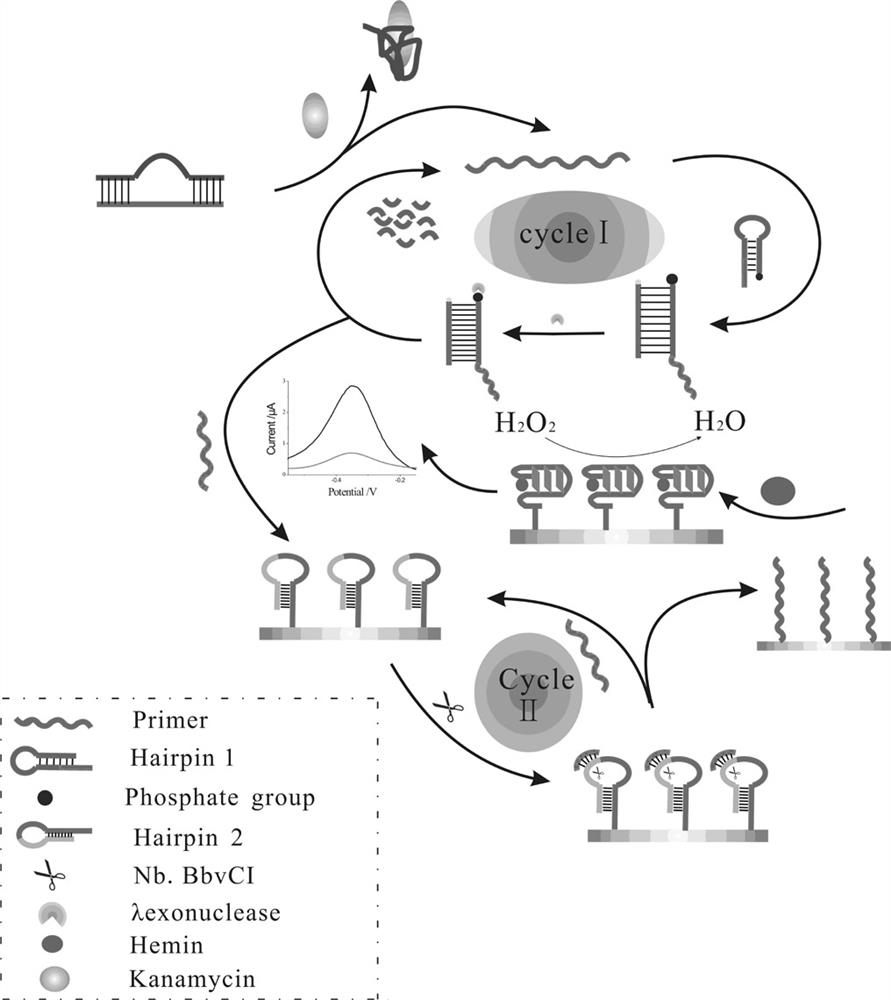 A biosensor for detecting kanamycin and its preparation method