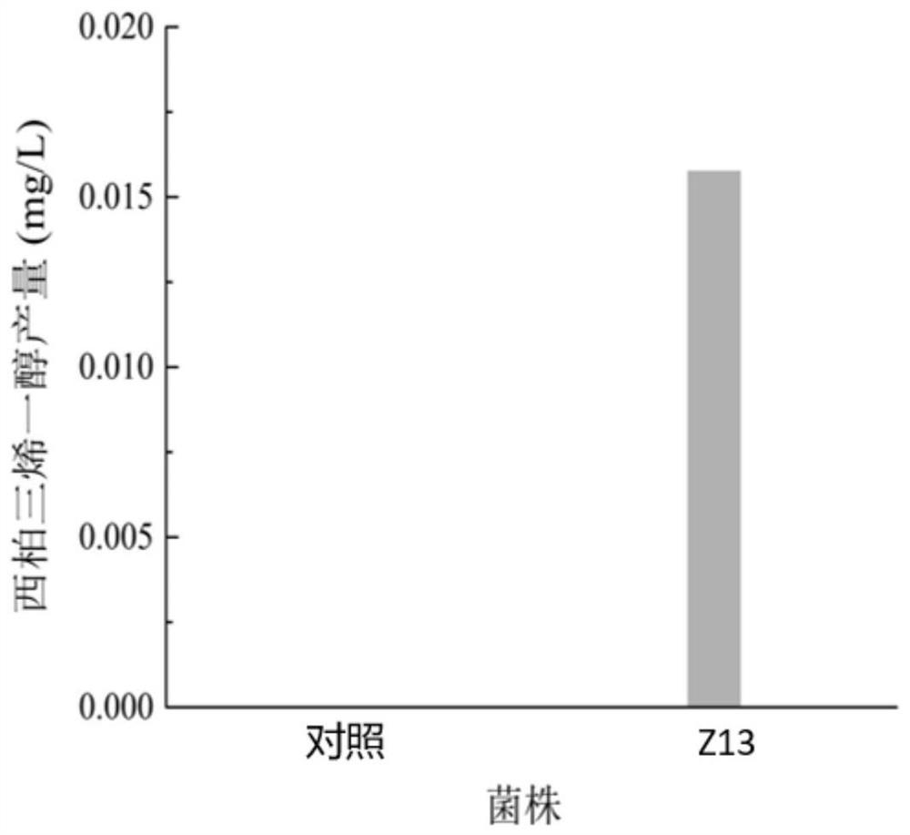 Recombinant bacterium for producing Cembrenediol and application thereof