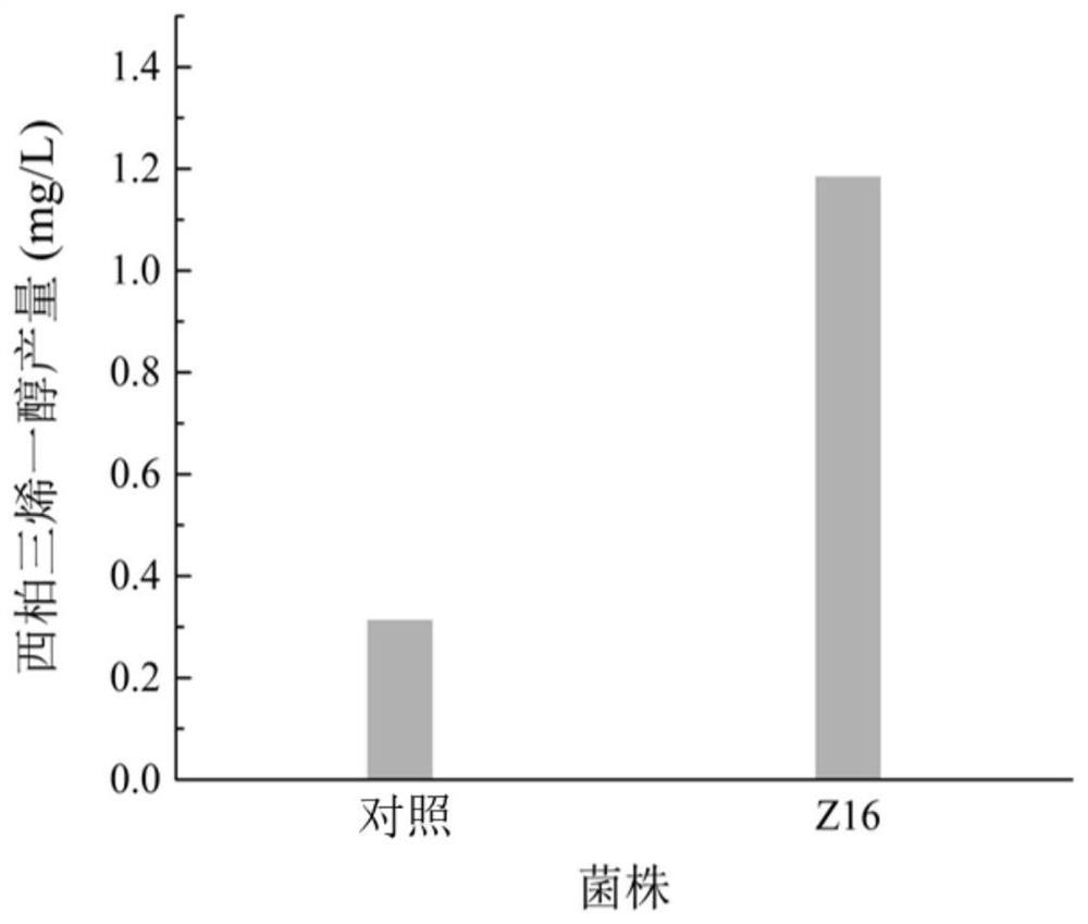 Recombinant bacterium for producing Cembrenediol and application thereof