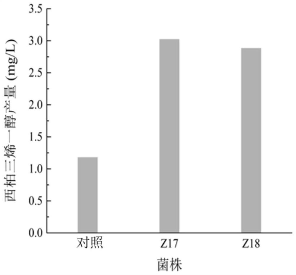 Recombinant bacterium for producing Cembrenediol and application thereof