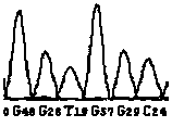 Preparation method for nucleic acid mass spectrum for detecting mutation of colorectal cancer K-ras gene and product for detecting mutation of colorectal cancer K-ras gene