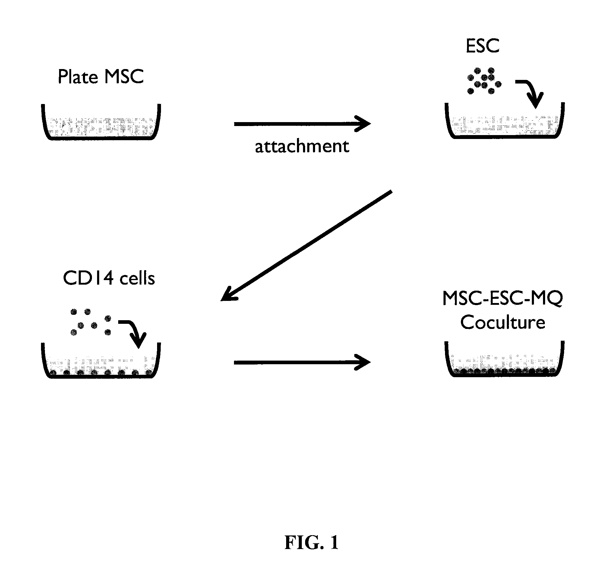 Xeno-free generation of tissue-specific progenitor cells