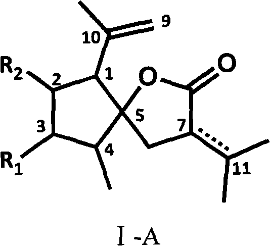 Curcumolide-like derivatives with antitumor activity and preparation method thereof