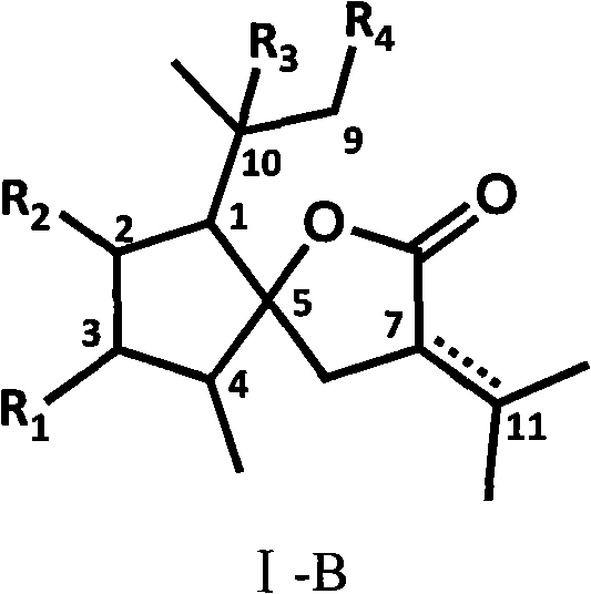 Curcumolide-like derivatives with antitumor activity and preparation method thereof