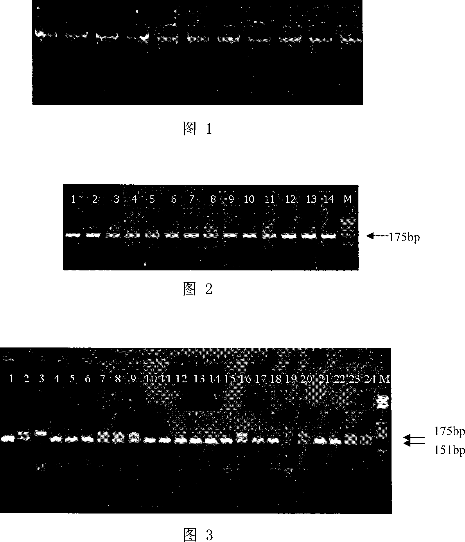 Method and kit for detecting Chinese holstein cattle lactoprotein ration property