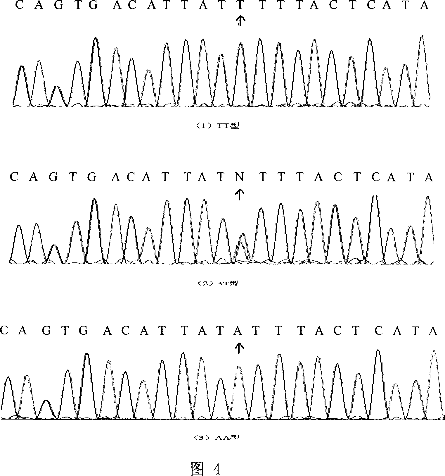 Method and kit for detecting Chinese holstein cattle lactoprotein ration property