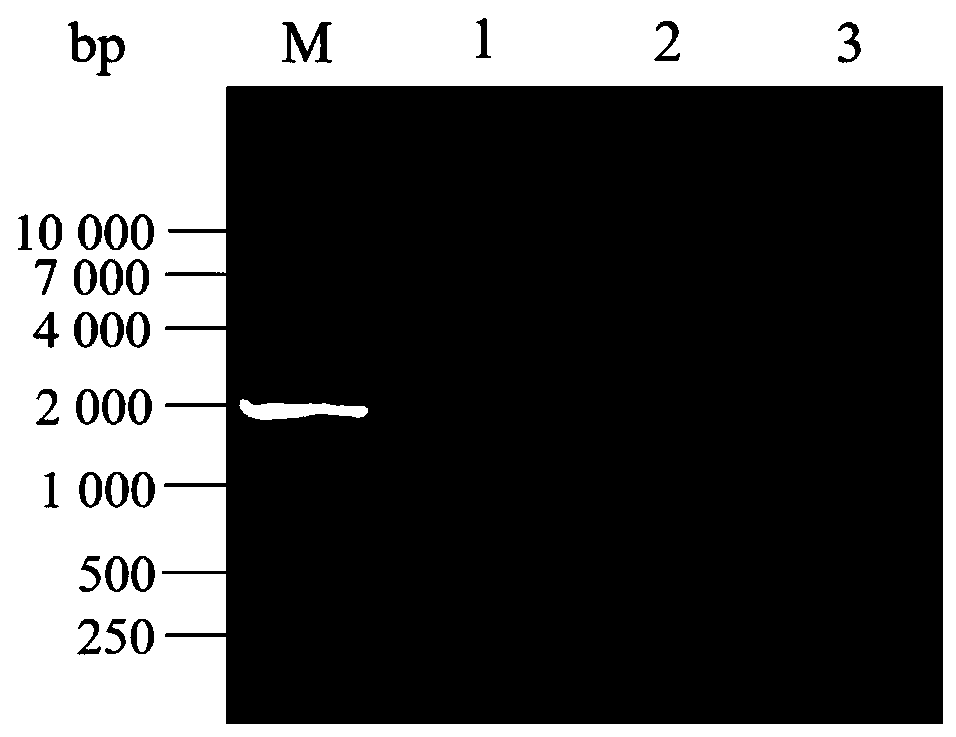 A kind of lipase mutant and its application in decontamination