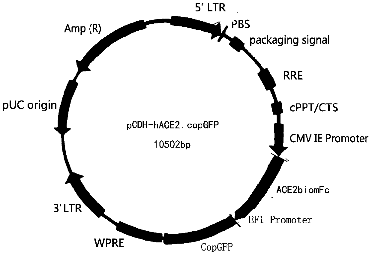 Coronavirus rapid detection kit based on S protein ligand and ACE2 receptor competitive chromatography