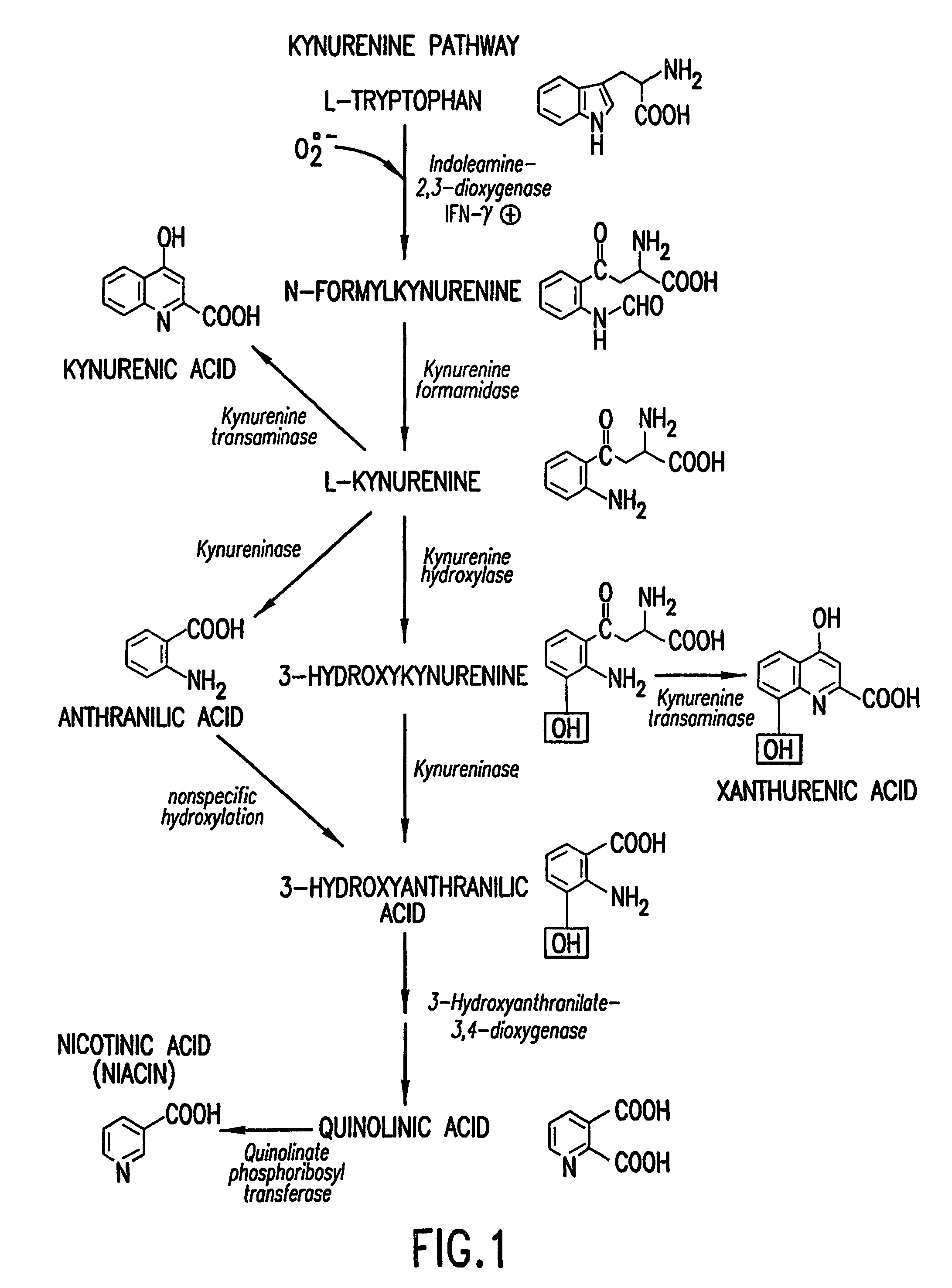 Method for the identification of agents that inhibit or promote cataracts and uses thereof