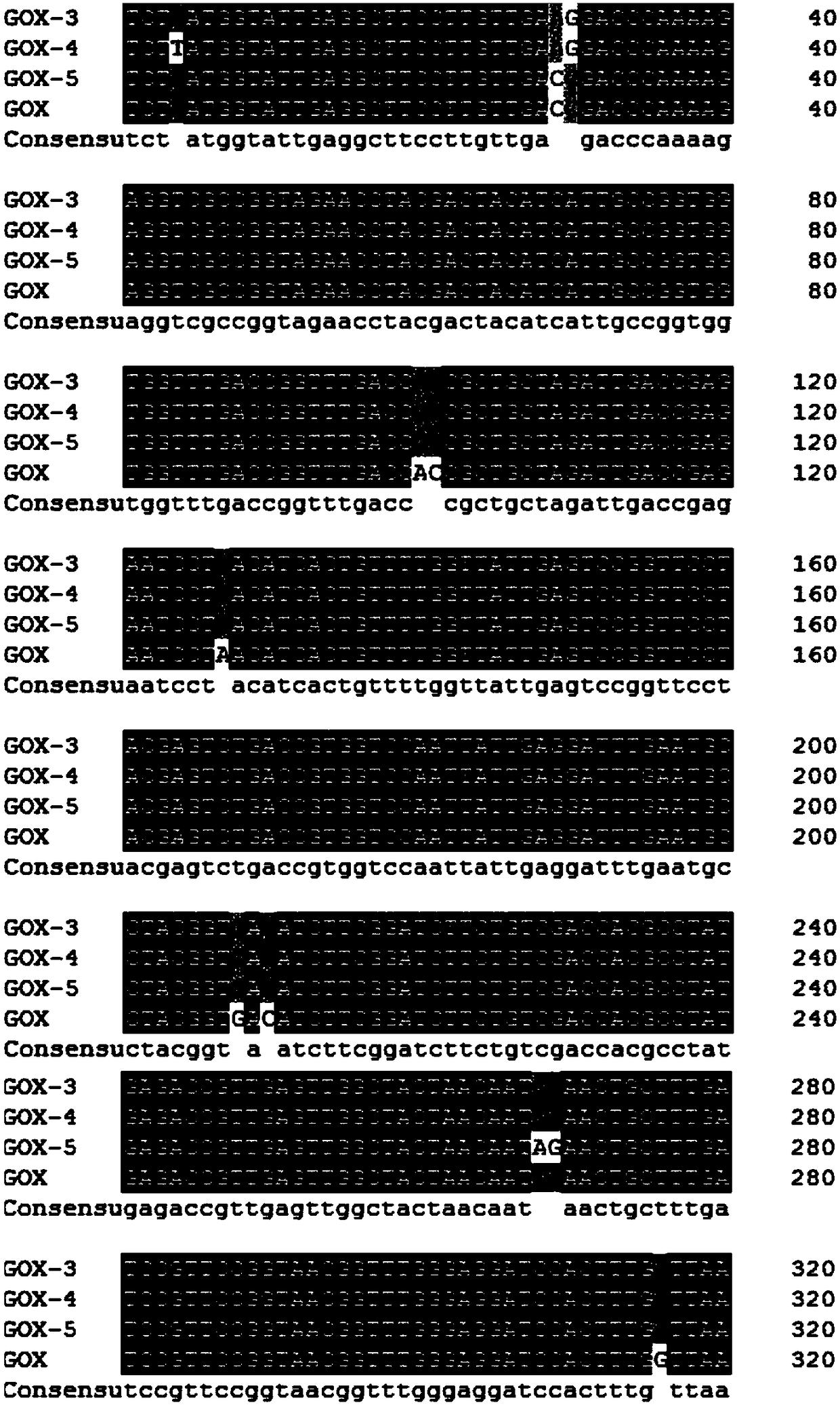 Specific activity and heat stability improved glucose oxidase mutant and encoding gene and application of glucose oxidase mutant